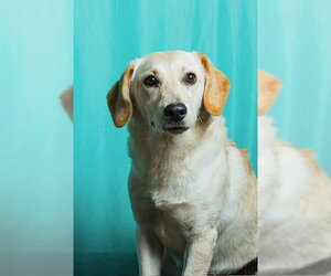 Retriever -Unknown Mix Dogs for adoption in Calgary, Alberta, Canada