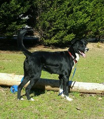 Borador Dogs for adoption in Social Circle, GA, USA