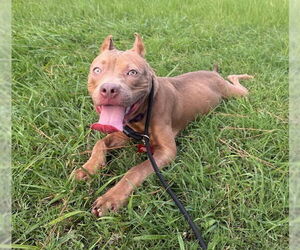 American Staffordshire Terrier-Unknown Mix Dogs for adoption in Lakewood, CO, USA