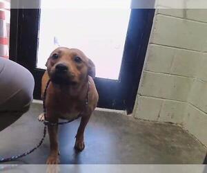German Shepherd Dog-Unknown Mix Dogs for adoption in Tulsa, OK, USA