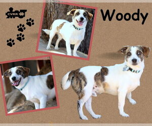 Jack Russell Terrier-Unknown Mix Dogs for adoption in Lindsay, CA, USA