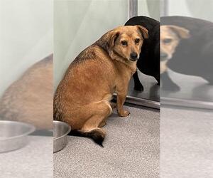 Feist Terrier-Unknown Mix Dogs for adoption in Palmetto, FL, USA