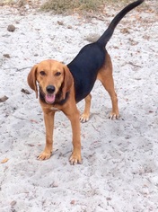 Medium Photo #1 Beagle-Black and Tan Coonhound Mix Puppy For Sale in New Smyrna Beach, FL, USA