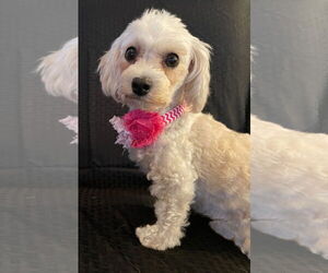 Bichon Frise Dogs for adoption in Bon Carbo, CO, USA