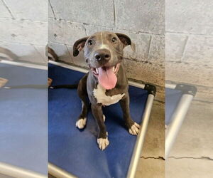 American Pit Bull Terrier-Unknown Mix Dogs for adoption in El Centro, CA, USA
