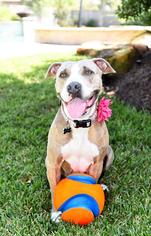 American Pit Bull Terrier Dogs for adoption in Tomball, TX, USA