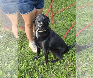 Alaskan Malamute-Huskies  Mix Dogs for adoption in Anchorage, AK, USA