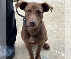 Labrador Retriever-Unknown Mix Dogs for adoption in Washington, DC, USA