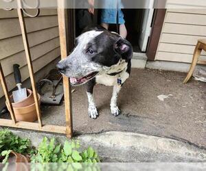Mutt Dogs for adoption in San Antonio, TX, USA