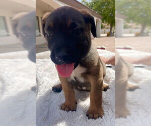 Mastiff-Unknown Mix Dogs for adoption in Goodyear, AZ, USA