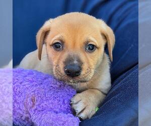 Labrador Retriever-Unknown Mix Dogs for adoption in San Diego, CA, USA