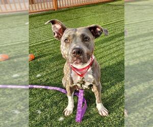 American Pit Bull Terrier-Unknown Mix Dogs for adoption in Las Vegas, NV, USA