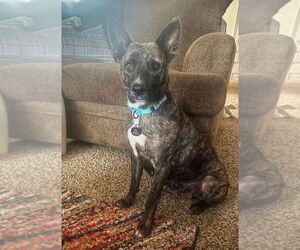 Mutt Dogs for adoption in Springdale, PA, USA