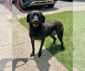 Labrador Retriever-Unknown Mix Dogs for adoption in Boston, MA, USA