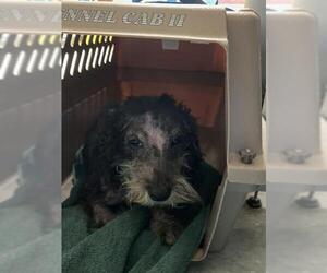 Chihuahua-Unknown Mix Dogs for adoption in Bakersfield, CA, USA