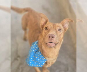 Dorgi Dogs for adoption in Phoenix, AZ, USA