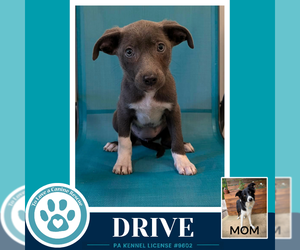 Borador Dogs for adoption in Kimberton, PA, USA