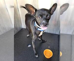 Chihuahua-Unknown Mix Dogs for adoption in San Antonio, TX, USA