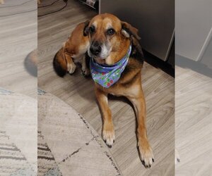 Mutt Dogs for adoption in  Ramona, CA, USA