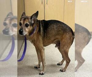 Beagle-Unknown Mix Dogs for adoption in Riverside, CA, USA