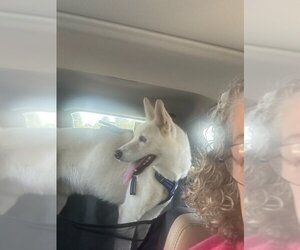Huskies -white german shepherd Mix Dogs for adoption in Winston Salem, NC, USA