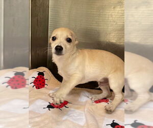 Chiweenie Dogs for adoption in HESPERIA, CA, USA