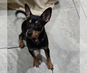 Miniature Pinscher-Unknown Mix Dogs for adoption in Morganville, NJ, USA