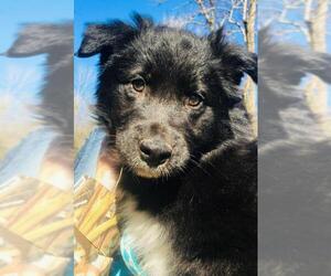 Border-Aussie Dogs for adoption in Alexander, AR, USA