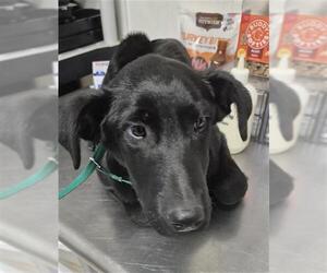 German Shepherd Dog Dogs for adoption in Bakersfield, CA, USA