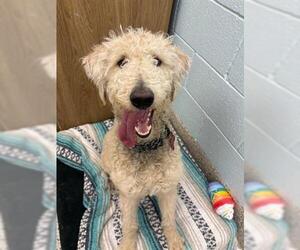 Mutt Dogs for adoption in Fort Collins, CO, USA