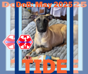 Mutt Dogs for adoption in Sebec, ME, USA