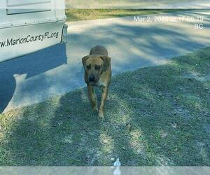 Labrador Retriever-Rhodesian Ridgeback Mix Dogs for adoption in Ocala, FL, USA