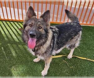 German Shepherd Dog-Unknown Mix Dogs for adoption in Las Vegas, NV, USA