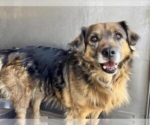 Australian Shepherd-Unknown Mix Dogs for adoption in San Bernardino, CA, USA