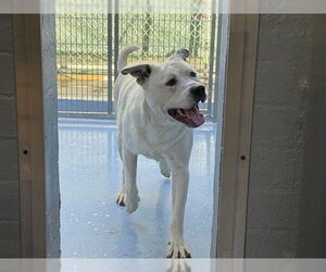 Mutt Dogs for adoption in Downey, CA, USA