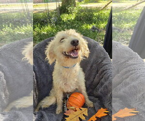 Mutt Dogs for adoption in Missouri City, TX, USA