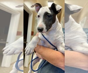 Bull Terrier Dogs for adoption in Great Bend, KS, USA