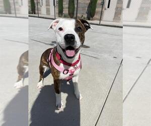 American Pit Bull Terrier-Unknown Mix Dogs for adoption in Elk Grove, CA, USA