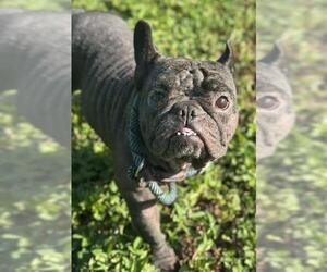 French Bulldog Dogs for adoption in Fort Lauderdale, FL, USA
