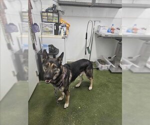 German Shepherd Dog Dogs for adoption in Fruit Heights, UT, USA