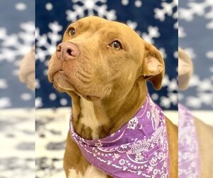 American Staffordshire Terrier Dogs for adoption in Roswell, GA, USA