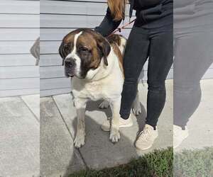 Saint Bernard-Unknown Mix Dogs for adoption in Martinsburg, WV, USA