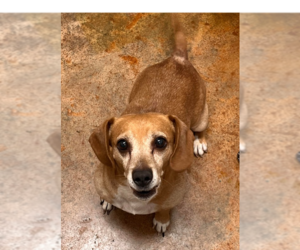Dachshund Dogs for adoption in Bolivar, MO, USA