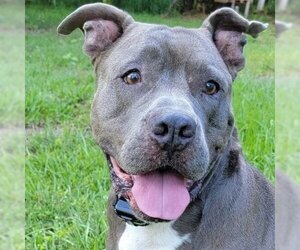 American Staffordshire Terrier Dogs for adoption in Port Saint Lucie, FL, USA