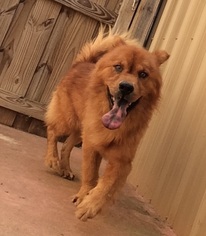 Chow Chow Dogs for adoption in Canton, CT, USA