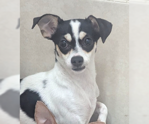 Chihuahua Dogs for adoption in Oakland Park, FL, USA