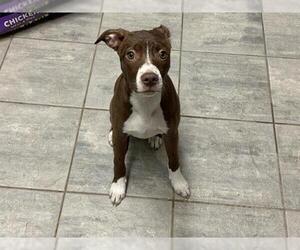 American Staffordshire Terrier-Unknown Mix Dogs for adoption in Grand Prairie, TX, USA