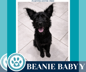 Mutt Dogs for adoption in Kimberton, PA, USA