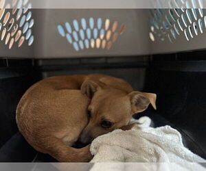 Chihuahua-Unknown Mix Dogs for adoption in Raleigh, NC, USA