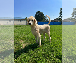 Poodle (Standard) Dogs for adoption in Pacolet, SC, USA